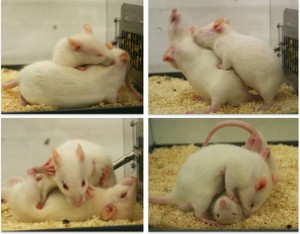 Rats play fighting. Photo thanks to Rappsrats!